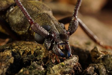 Kafanın ve alt çene kemiğinin yakın plan kahverengi ağaç kabuğunda beyaz böcek kabuğu.                               