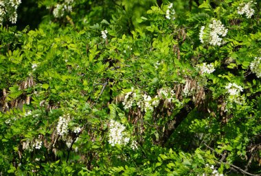 Beyaz tenli Gleditsia triacanthos yeşil taç ve meyve baharı                     