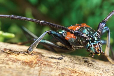 Kafkaslar 'ın kafatası ve uzuvları, ağaç gövdesinde oturan yeşil böcek sakallı.                               