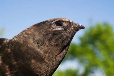 Yazın başlarında Kafkasya 'nın eteklerinde, koyu kahverengi tüyleri ve açık gözleriyle mavi gökyüzünde uçan siyah süratli Apus' un başı.                               