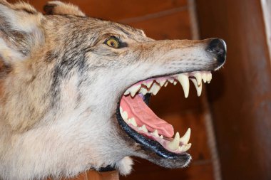 Korkuluk genç Kafkas kurt kafası ağzı ve dişleri açık                        