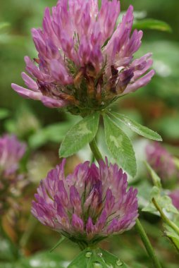 Makro iki kızılötesi, Kafkasya yonca yaprağı Kafkasya subalpike çiğ ile                               