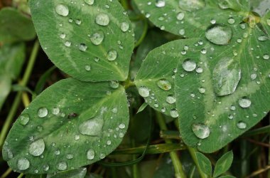 Üçüncü dereceden koyu yeşil yapraklı yonca üzerine kırmızı Macro yağmur damlaları.                               