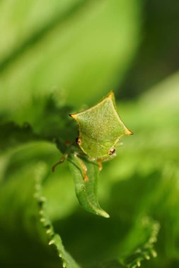 Yazın yeşil bir ısırgan otunun üzerinde oturan pençeleri ve gözleri olan yeşil bir ağustos böceği boynuzunun önündeki makro manzara.                               