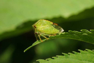 Kafkas yeşil ağustos böceğinin Makro manzarası Isırgan otunun keskin yeşil yaprağında oturuyor                               