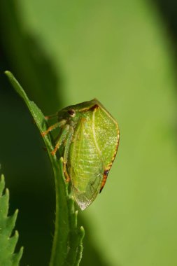 Yazın keskin yeşil ısırgan otunun üzerinde dikey oturan Kafkas yeşil ağustos böceğinin yakın görüntüsü                               