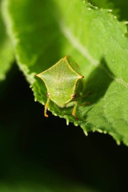  Yazın yeşil yaprak ısırganı üzerinde oturan beyaz ağustos böceğinin Makro ön görüntüsü                              