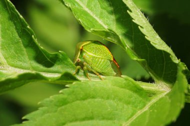 Kafkas yeşili ağustos böceğinin yakından görünüşü yazın sapında yeşil ısırgan otuyla otururken.                               