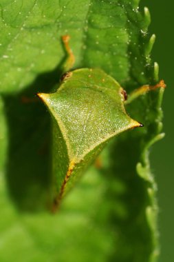  Yazın yeşil bir yaprak ısırganı üzerinde oturan beyaz ağustos böceği boynuzu.                              