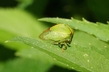  Yazın yeşil bir ısırgan otunun üzerinde oturan pençeleri ve gözleri olan yeşil bir ağustos böceğinin makro kenar manzarası.                              