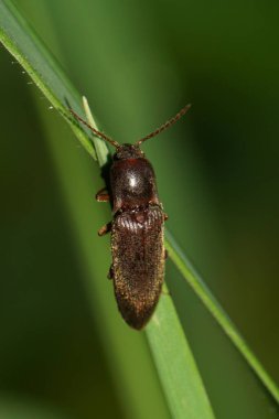 Yazın yeşil bir mısır gevreği yaprağının üzerinde oturan uzun antenli kahverengi Kafkas kemirgen böceğinin makro görüntüsü                               