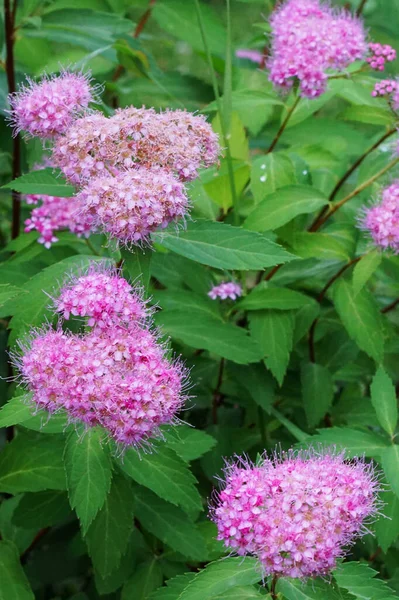 Rusya 'nın Kabardino-Balkaria, Nalchik yazında yeşil bir sapta çiçek açan spirea Spiraea japonica çiçekleri.                               