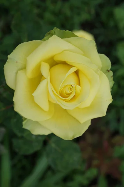 Nahaufnahme Von Oben Von Einer Halboffenen Blume Zitronenfarbenen Kaukasischen Sorten — Stockfoto