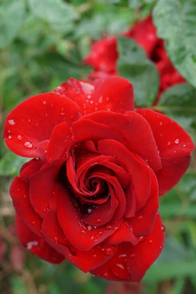 Nahaufnahme Einer Leuchtend Roten Rosensorte Mit Wassertropfen Auf Den Blütenblättern — Stockfoto