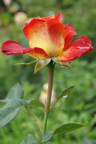 Nahaufnahme Einer Leuchtend Orange Roten Blütenrosensorte Mit Regen Auf Blütenblättern — Stockfoto