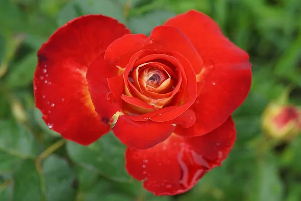 Blisko Góry Widok Półotwarte Pomarańczowo Czerwone Odmiany Kwiatów Biała Róża — Zdjęcie stockowe