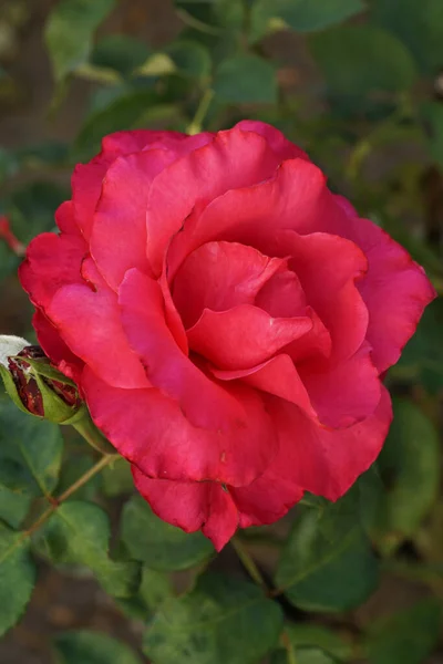 Gros Plan Sur Une Fleur Rose Vif Semi Ouverte Caucasienne — Photo
