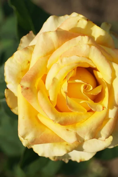 Nahaufnahme Von Oben Von Einem Halboffenen Blütenstand Kaukasische Gelbe Rosen — Stockfoto