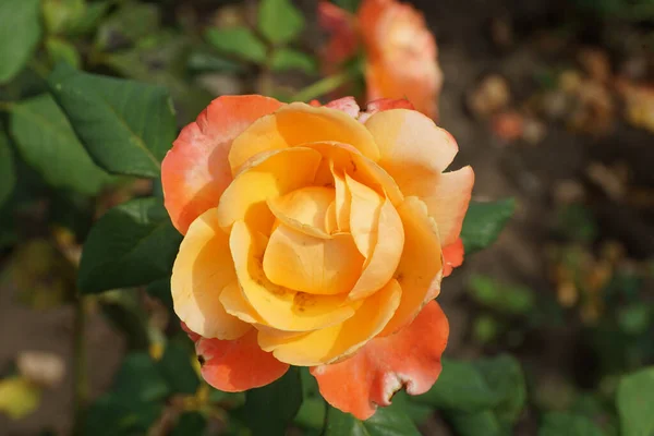 Nahaufnahme Einer Gelb Orangen Blütenstände Kaukasischen Rosensorte Mit Welligen Blütenblättern — Stockfoto