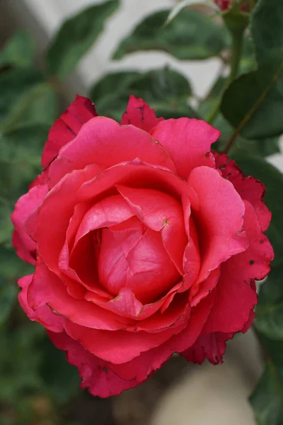 Zbliżenie Ciemnoróżowe Pąki Róż Odmiany Kaukaskie Falowanymi Płatkami Zielonymi Liśćmi — Zdjęcie stockowe