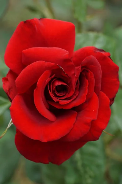 Close Flores Vermelhas Rosa Variedades Caucasianas Com Pétalas Onduladas Pétalas — Fotografia de Stock