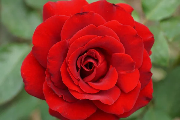 Zbliżenie Czerwonych Kwiatostanów Odmiany Róży Falowanymi Płatkami Spiralnymi Zielonymi Liśćmi — Zdjęcie stockowe