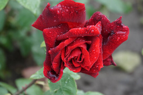 Close-up view of the top red petals with raindrops after a spring storm in the Caucasus