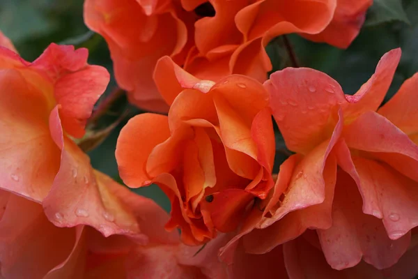 Primer Plano Complejo Cuatro Variedades Flores Color Naranja Brillante Caucásica —  Fotos de Stock