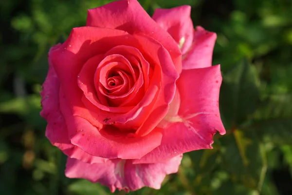 Vista Cerca Parte Superior Una Gran Inflorescencias Color Rosa Brillante — Foto de Stock