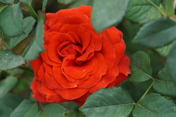 Primer Plano Rojo Naranja Inflorescencia Rosa Escondido Hojas Verdes —  Fotos de Stock