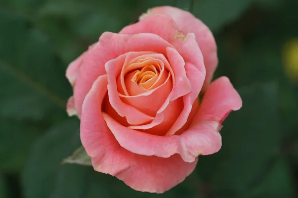 Primer Plano Florecimiento Blanco Rosa Inflorescencia Con Una Rosa Amarilla — Foto de Stock