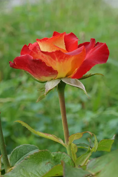 Nahaufnahme Von Kaukasischen Blumensorten Leuchtend Orangefarbene Rosen Auf Einem Hintergrund — Stockfoto