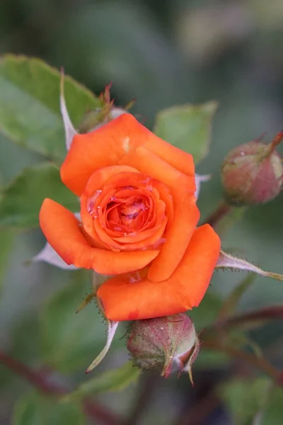 Vista Superior Cercana Variedad Rosas Naranjas Caucásicas Inflorescencia Una Abertura — Foto de Stock