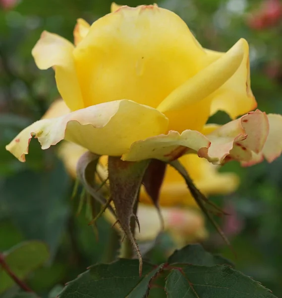 Nahaufnahme Seitenansicht Eines Schuppens Ihre Leuchtend Gelbe Blume Von Rosensorten — Stockfoto