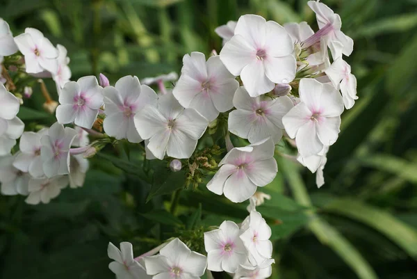 Toupee Inflorescência Plantas Herbáceas Caucasianas Phlox Com Flores Brancas Rosa — Fotografia de Stock