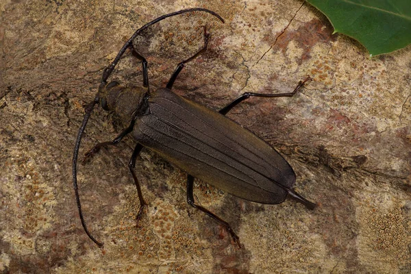 Macro Caucasiano Besouro Barbel Gênero Megopis Rastejando Para Cima Tronco — Fotografia de Stock