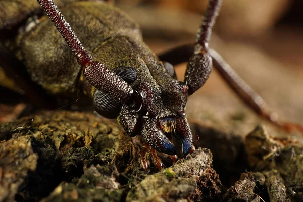Primer Plano Cabeza Mandíbulas Escarabajo Caucásico Barbel Corteza Árbol Marrón — Foto de Stock