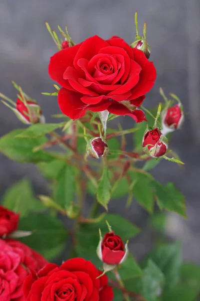Gałąź Róży Czerwonymi Kwiatami Pączkami Letnim Sezonie — Zdjęcie stockowe