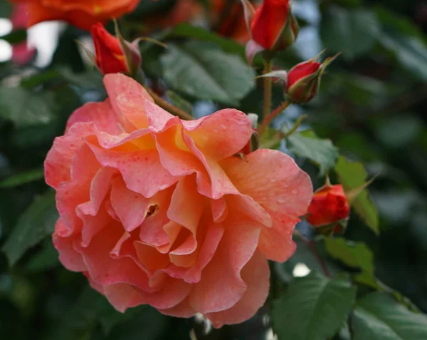 Las Rosas Inflorescencia Vernal Con Tsvetamii Color Crema Brotes Primer —  Fotos de Stock