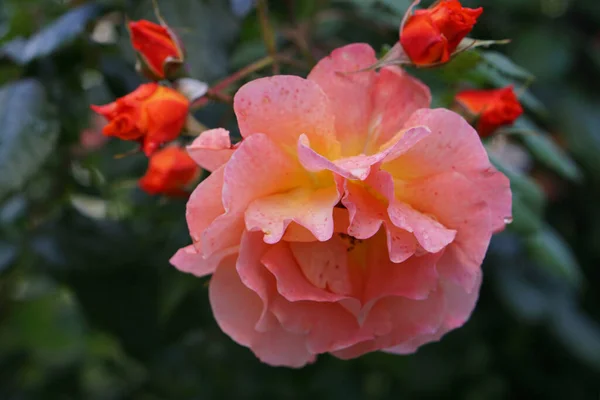 Inflorescencia Del Color Crema Rosa Con Brotes Sin Abrir Primer —  Fotos de Stock