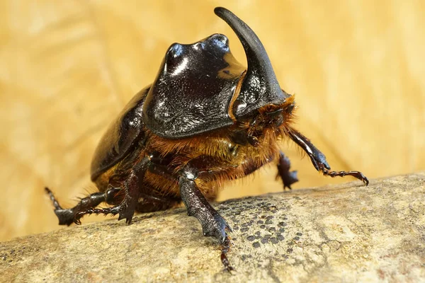 Nahaufnahme Eines Hirschkäfers Der Auf Einem Baumstamm Auf Einem Hintergrund — Stockfoto