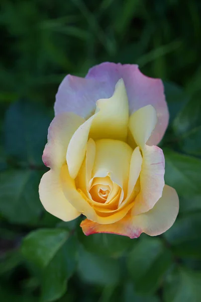 Primer Plano Parte Superior Las Variedades Rosas Blancas Rosas — Foto de Stock