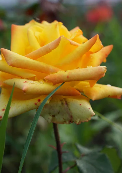 Primer Plano Una Flor Amarilla Variedades Caucásicas Rosa Tallo Fondo —  Fotos de Stock