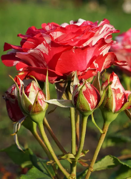 Zbliżenie Kwiatostanu Białej Czerwonej Róży Otoczonej Pięcioma Pączkami Parku Wiosennym — Zdjęcie stockowe