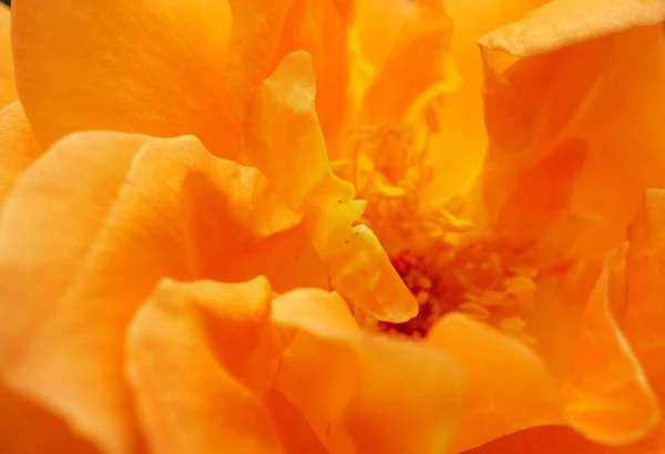 Macro Pétalos Interiores Superpuestos Entre Rosas Naranjas Rizadas — Foto de Stock