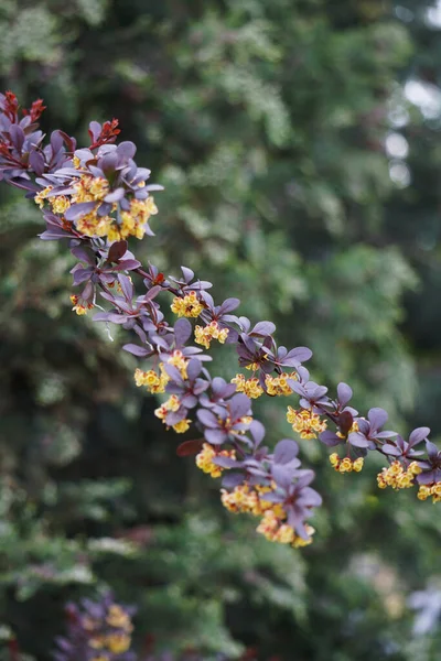Berberis Thunbergii Branch Red Leaves Yellow Flowers Spring — Stock Photo, Image