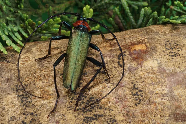 Caucásico Escarabajo Verde Escarabajo Cuerno Largo Con Largas Antenas Sentadas — Foto de Stock