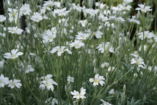 Pianta Gruppo Silene Acaulis Con Fiori Bianchi Che Crescono Primavera — Foto Stock