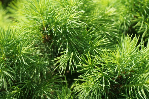 Gröna Grenar Picea Orientalis Som Växer Våren Kaukasus — Stockfoto