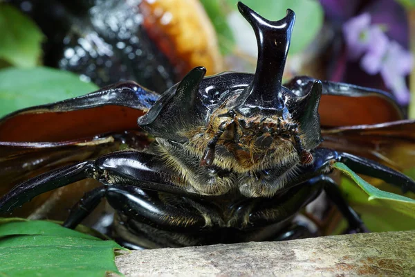 Macro Frente Cuerpo Del Escarabajo Rinoceronte Skarabaeidae Con Tres Cuernos — Foto de Stock